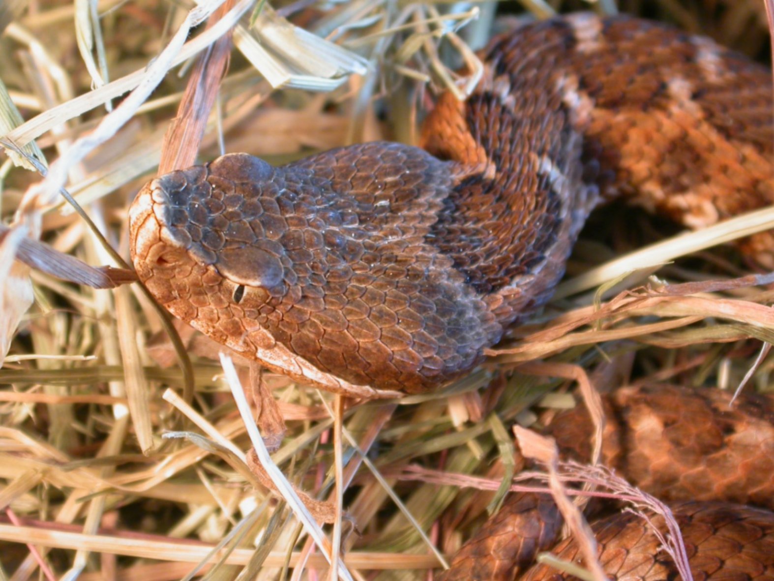vipera.....???