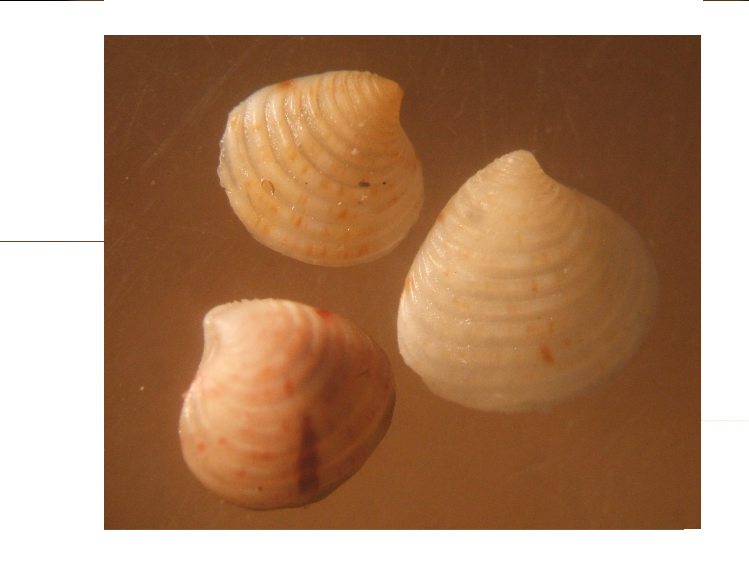 Astarte fusca ?