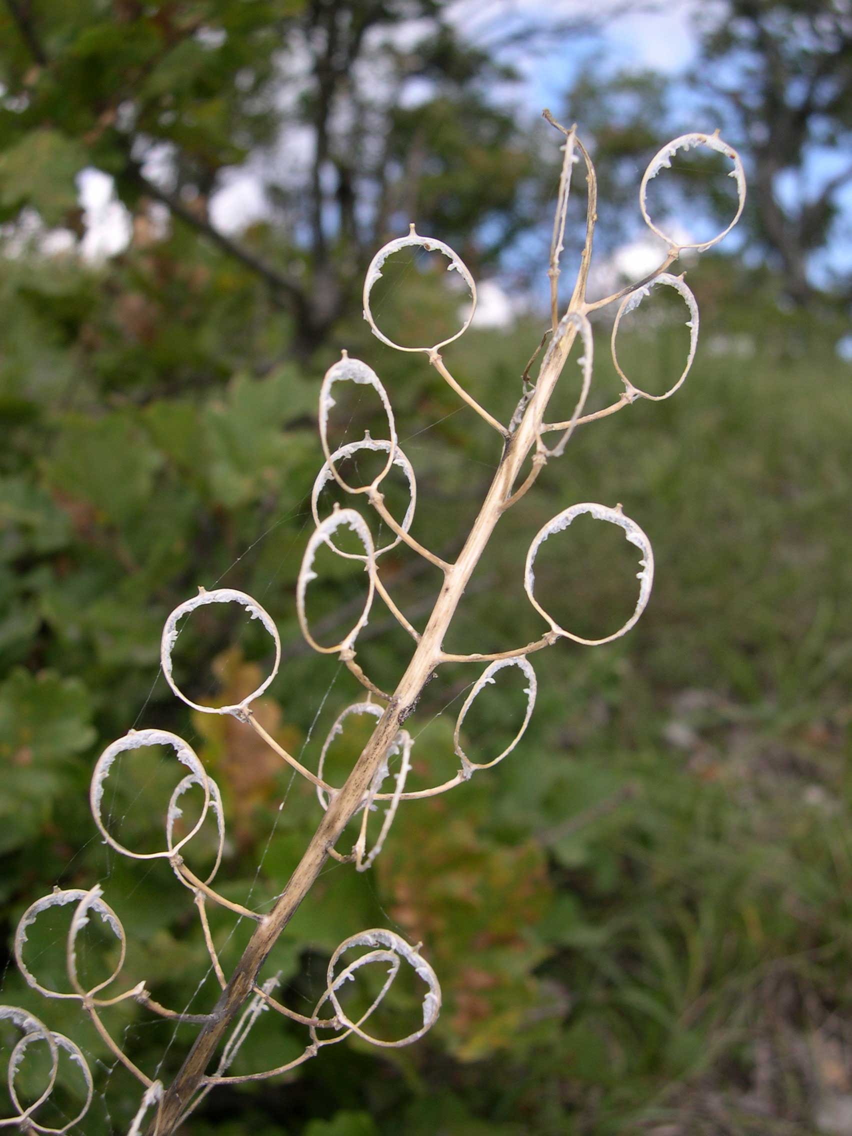 Alyssoides utriculata