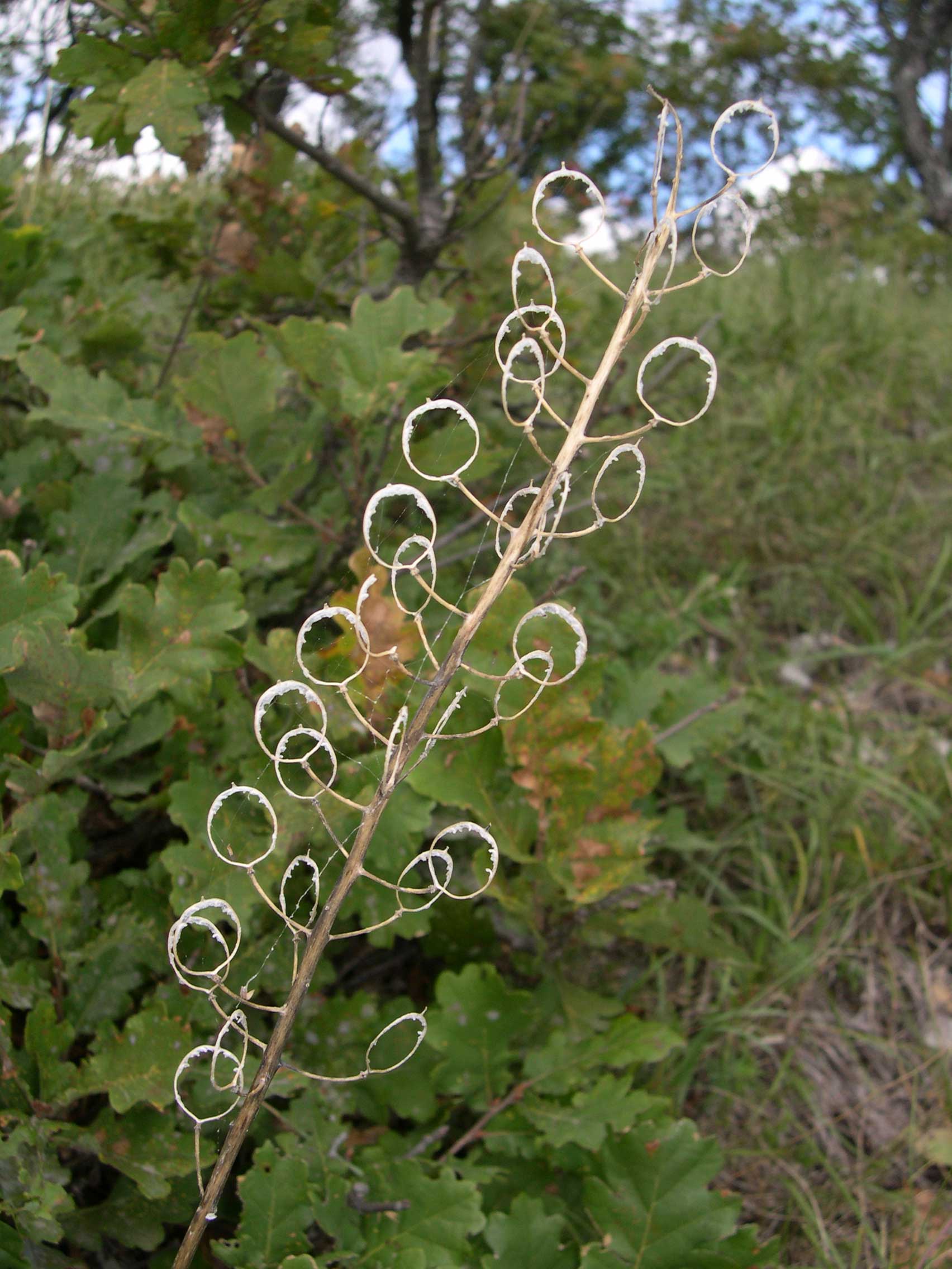 Alyssoides utriculata