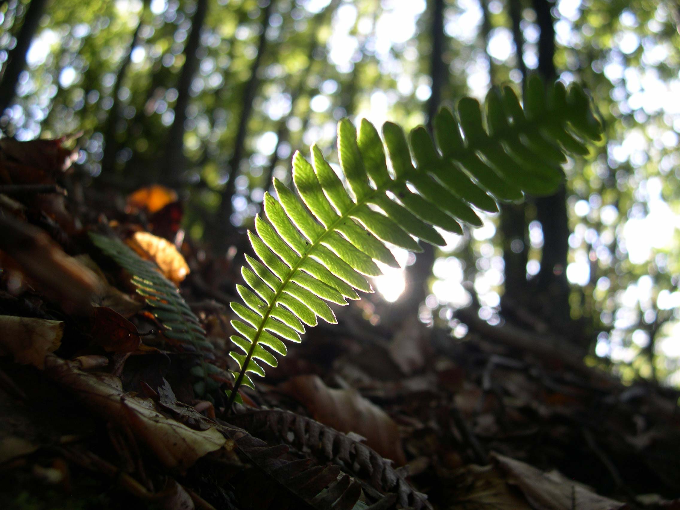 Struthiopteris spicant (= Blechnum spicant) / Lonchite minore