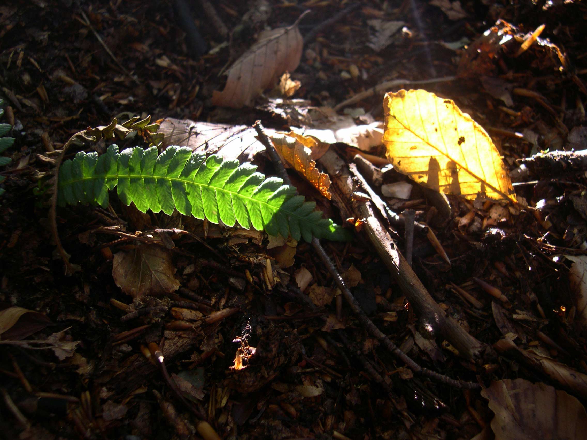 Struthiopteris spicant (= Blechnum spicant) / Lonchite minore