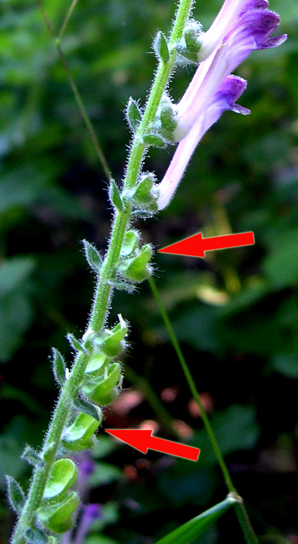 Scutellaria columnae / Scutellaria di Colonna