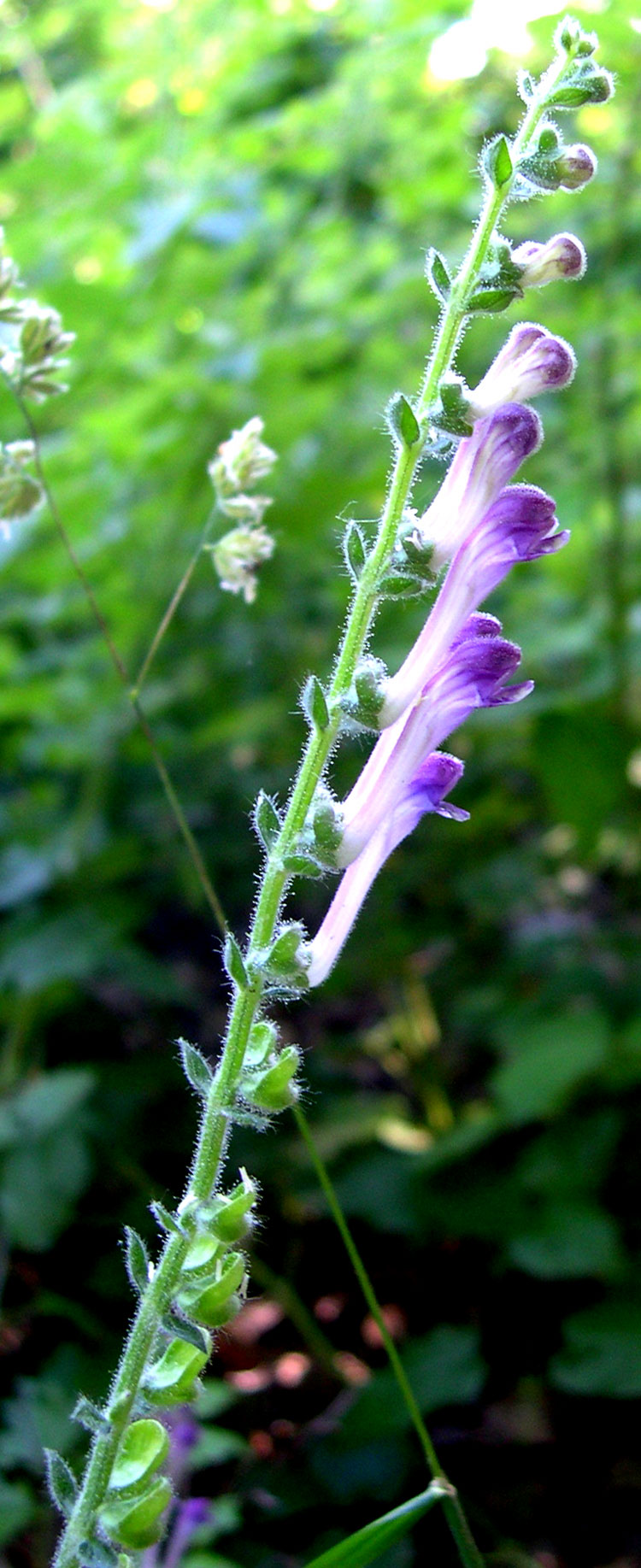 Scutellaria columnae / Scutellaria di Colonna