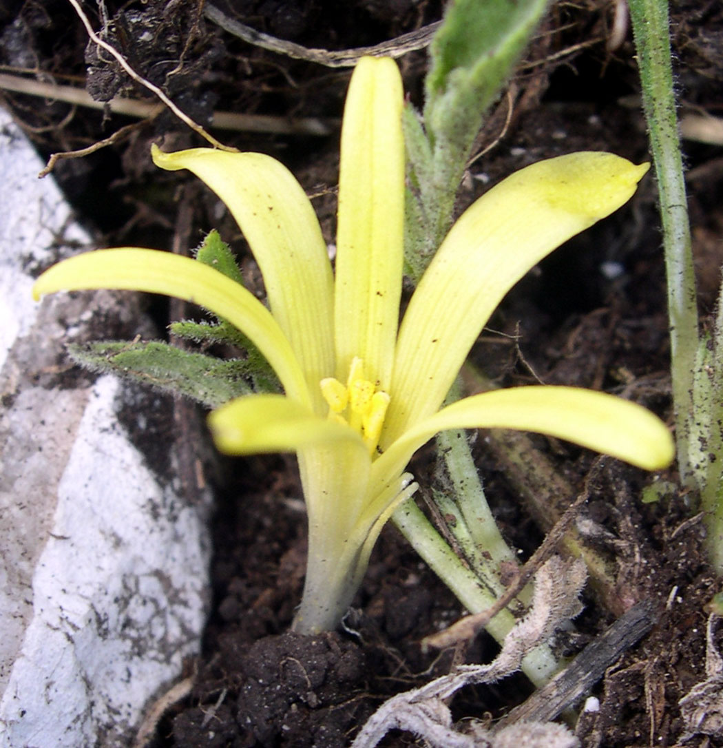 Sternbergia colchiciflora / Zafferanastro appenninico