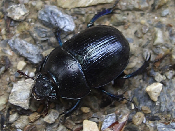 Geotrupidae