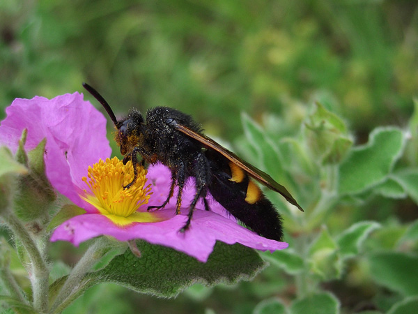 Megascolia maculata flavifrons maschio e femmina (Scoliidae)