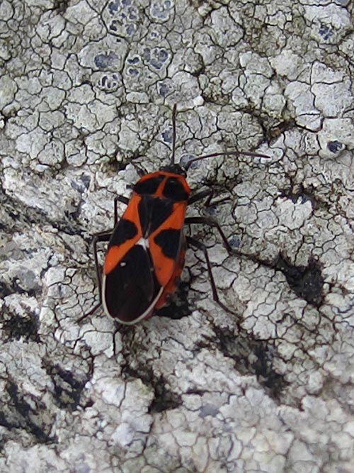 Lygaeidae confermato: Tropidothorax leucopterus