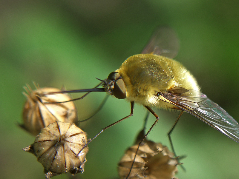 Bombylius