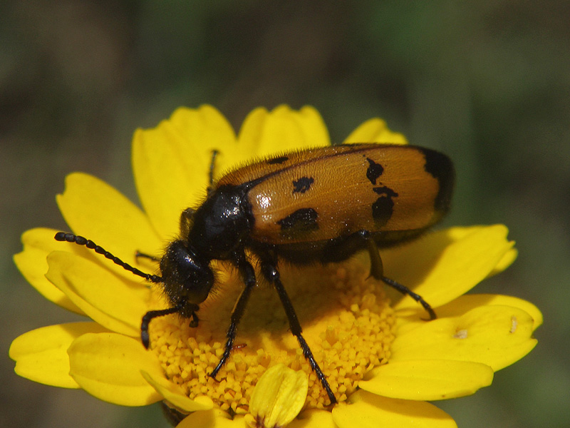 Mylabris quadripunctata