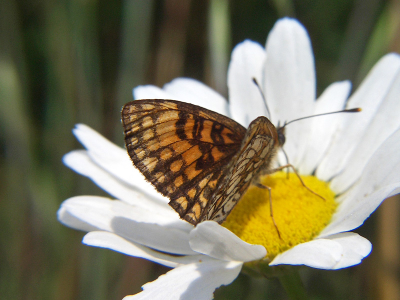 Melitaea athalia