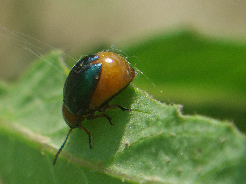 Cosa pu essere? Gastrophysa polygoni