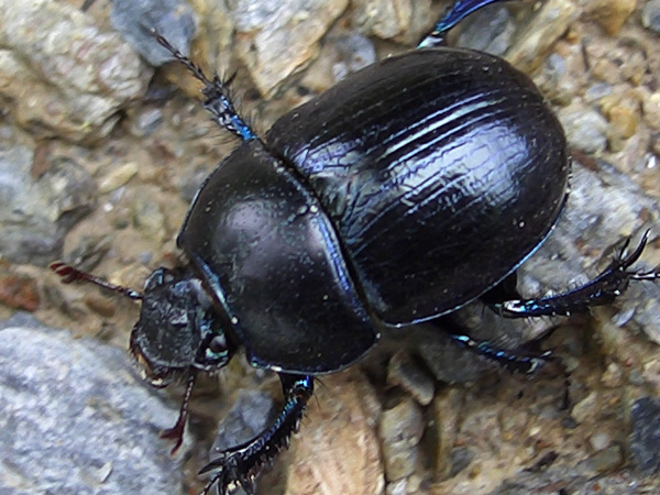 Geotrupidae