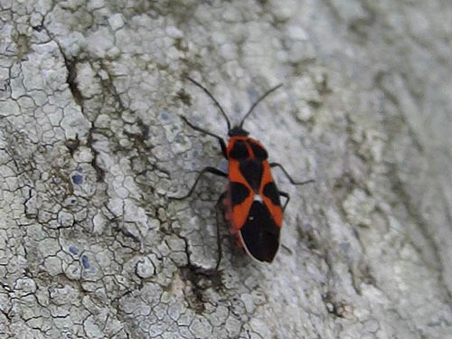 Lygaeidae confermato: Tropidothorax leucopterus