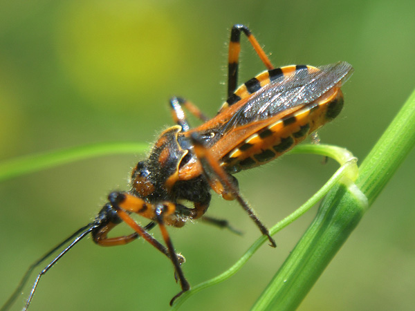 Rhynocoris