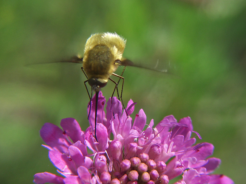 Bombylius