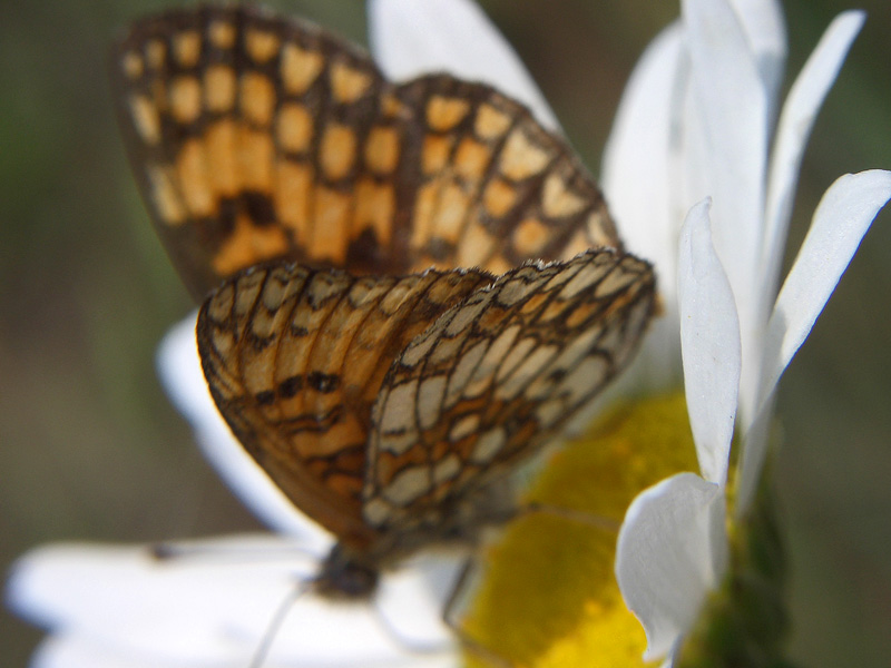 Melitaea athalia