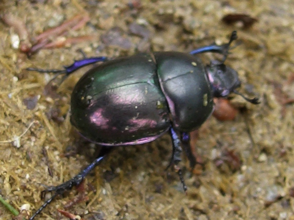 Geotrupidae