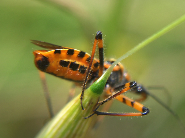 Rhynocoris
