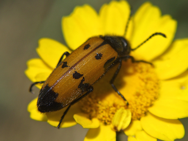 Mylabris quadripunctata