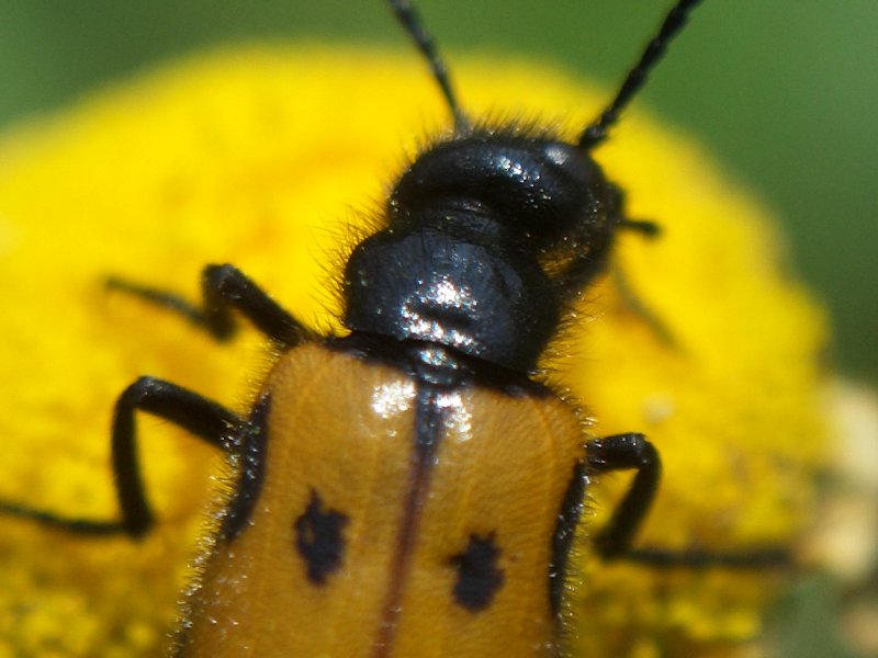 Mylabris quadripunctata