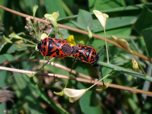 Eurydema ornata