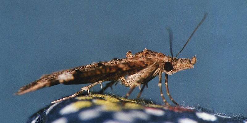 Farfallina da determinare: Hypena obsitalis (Erebidae)