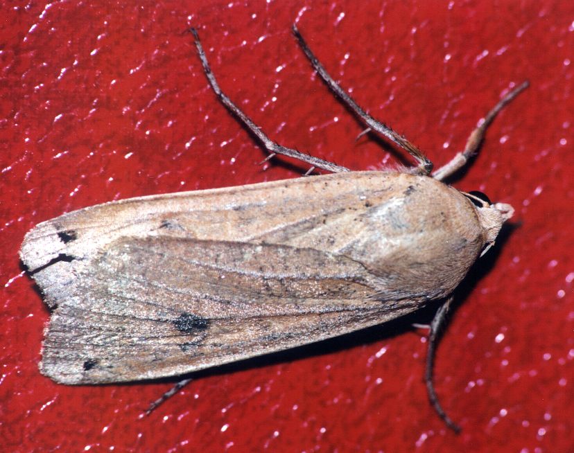 Noctua pronuba (Lepidoptera, Noctuidae)