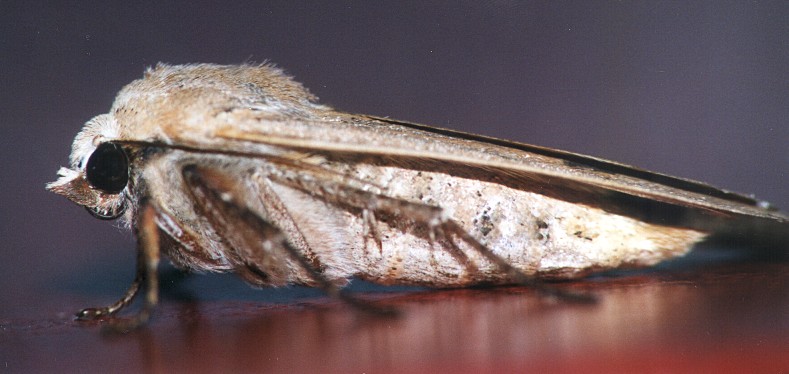 Noctua pronuba (Lepidoptera, Noctuidae)
