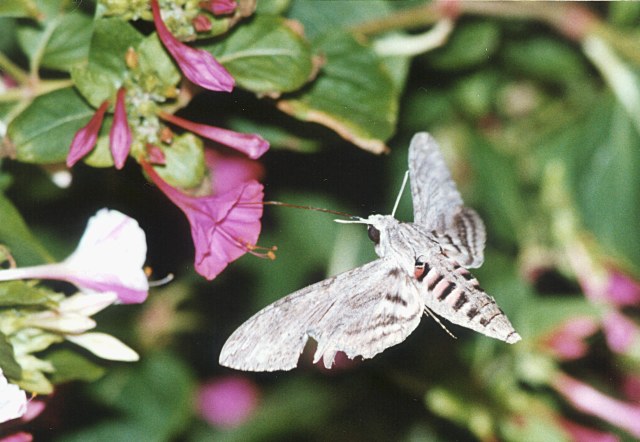 Agrius convolvuli