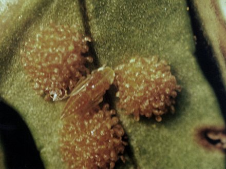 Cicadellidae