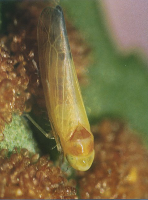 Cicadellidae