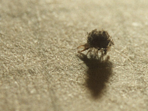 Larva di Chrysopidae, Dichochrysa