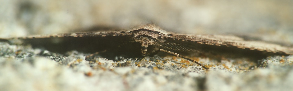 Menophra abruptaria