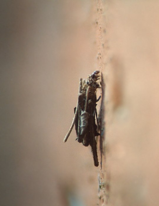 Bruco Psychidae con baita portatile