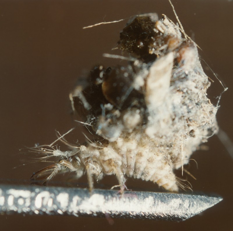 Larva di Chrysopidae