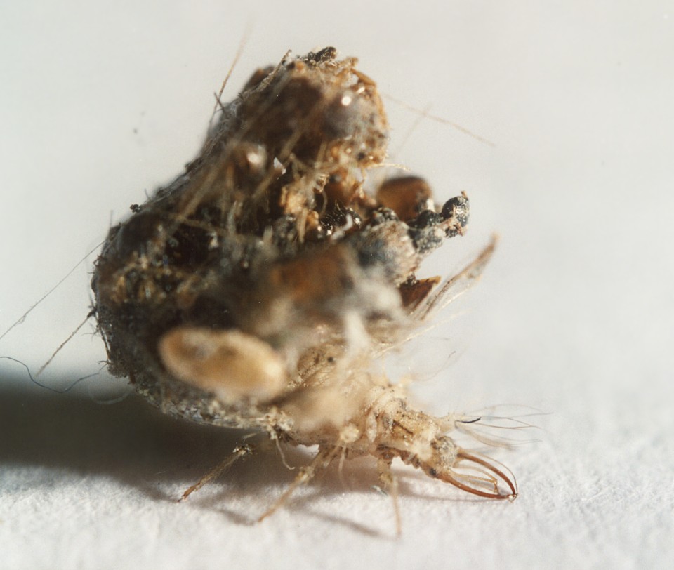 Larva di Chrysopidae