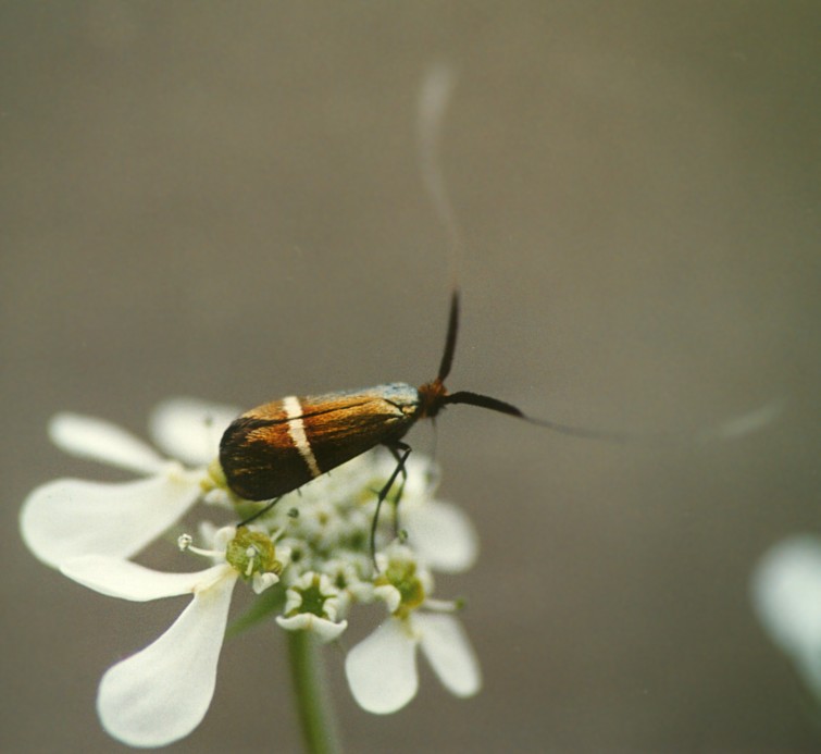 Adelidae da determinare