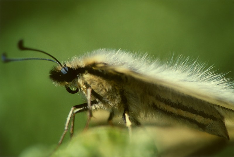 Iphiclides podalirius