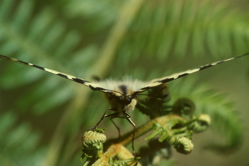 Iphiclides podalirius