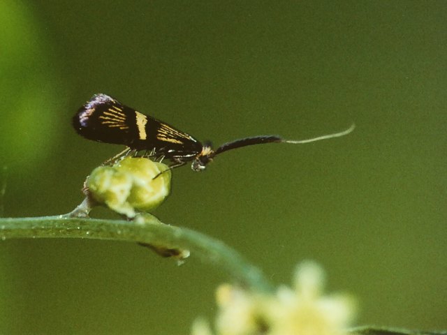 Adela croesella