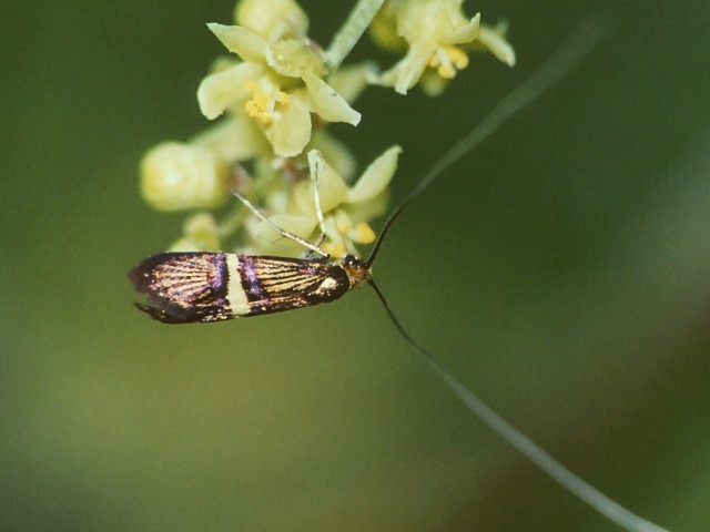 Adela croesella