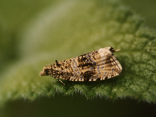 Celypha lacunana