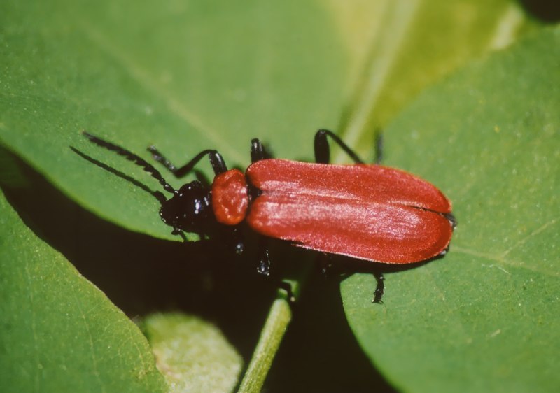 Bel coleottero rosso: Pyrochroa coccinea