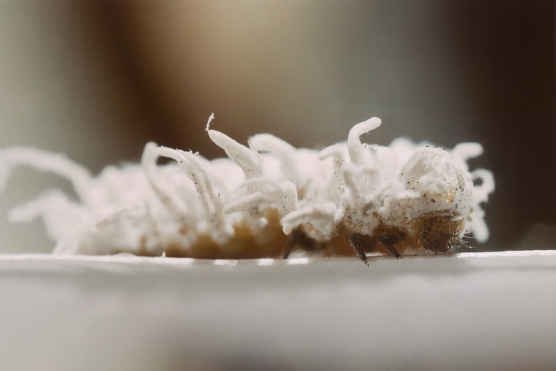 Animaletto cotonoso (larva di Coccinellidae - Cryptolaemus?)
