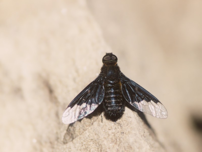 Hemipenthes morio