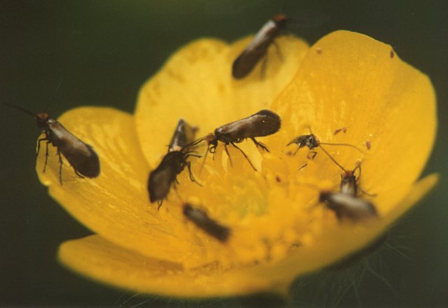 Micropterix cfr. calthella