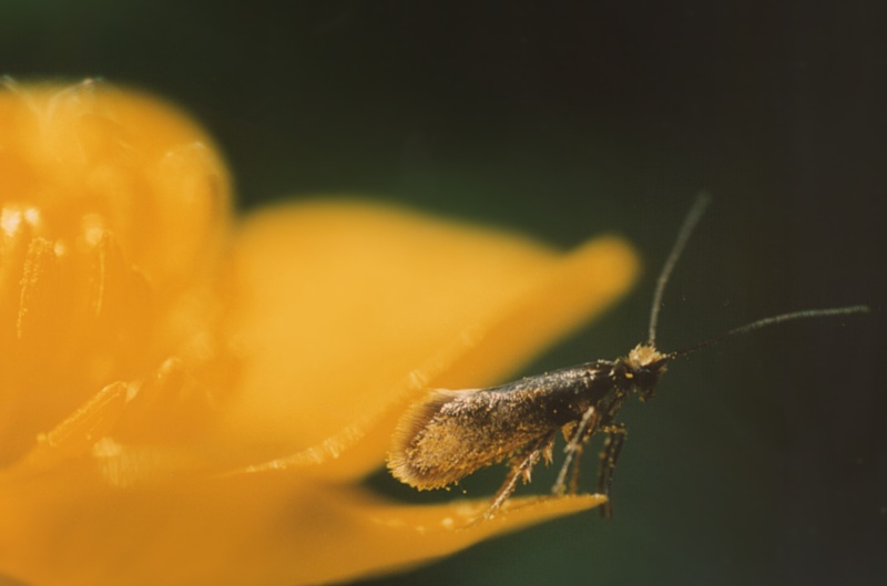 Micropterix cfr. calthella