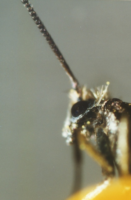 Micropterix cfr. calthella