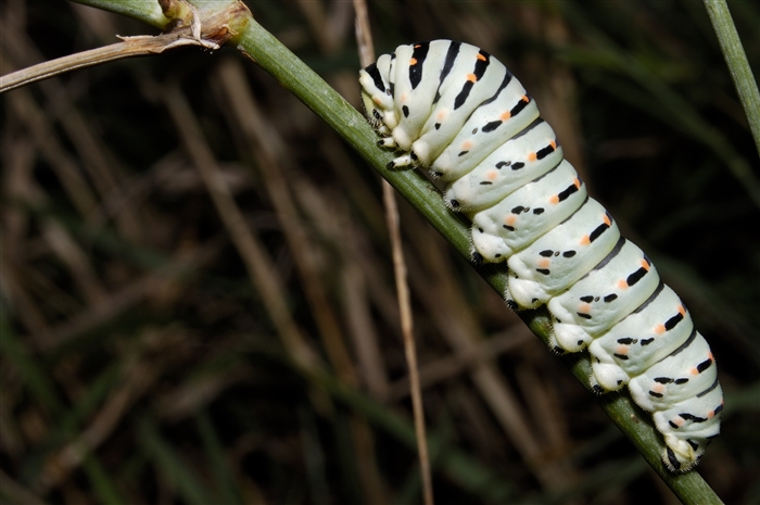 Papilio machaon